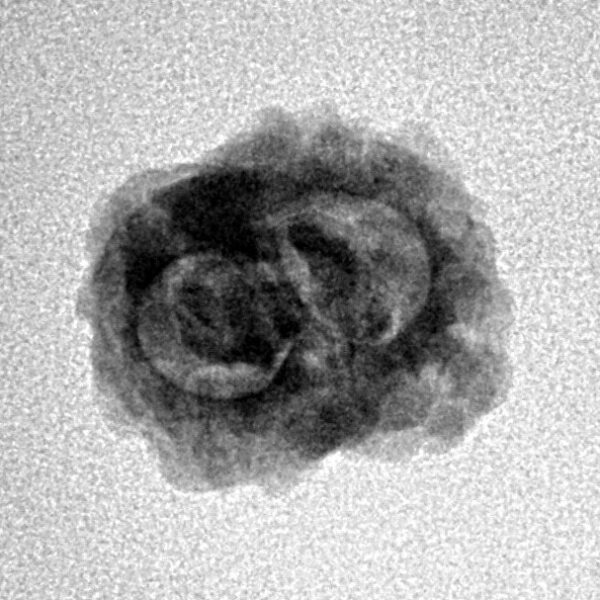 2 Mukhi Rudraksha 20.4mm 1.36gm - Inverse xray