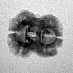 2 Mukhi Rudraksha 20.5mm 1.52gm - Inverse xray