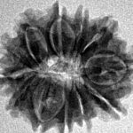 12 Mukhi Rudraksha 21.5mm 2.6gm - Inverse xray