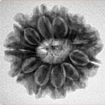 11 Mukhi Rudraksha 24mm 4.33gm - Inverse xray