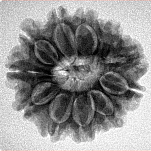 11 Mukhi Rudraksha 24mm 4.33gm - Inverse xray