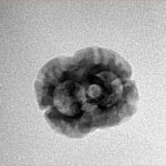 2 Mukhi Rudraksha 20.7mm 1.6gm - Inverse xray