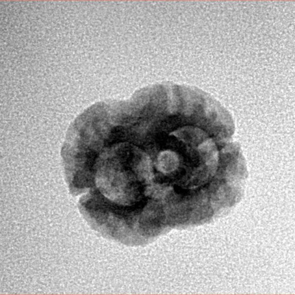 2 Mukhi Rudraksha 20.7mm 1.6gm - Inverse xray