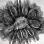 11 Mukhi Rudraksha 29.9mm 7gm - Inverse xray