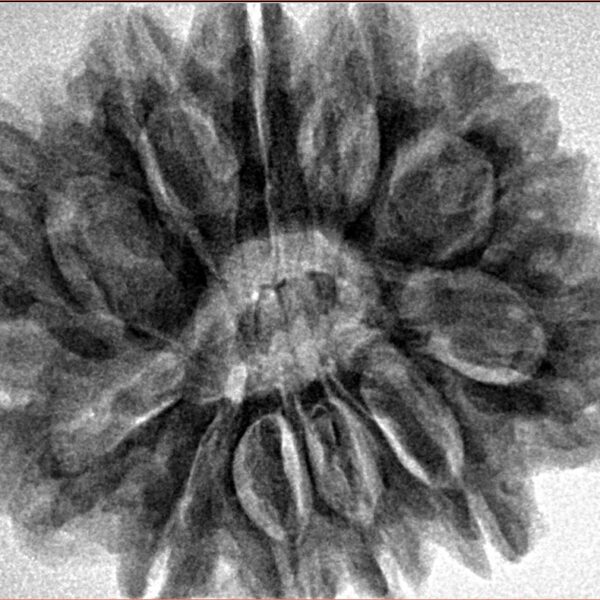 11 Mukhi Rudraksha 29.9mm 7gm - Inverse xray