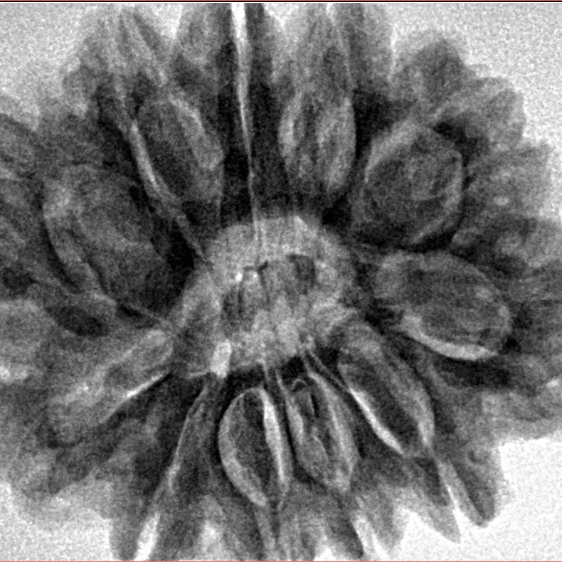 11 Mukhi Rudraksha 29.9mm 7gm - Inverse xray