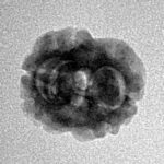 2 Mukhi Rudraksha 19.8mm 1.33gm - Inverse xray