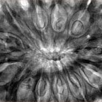 12 Mukhi Rudraksha 39.6mm 11.6gm - Inverse xray