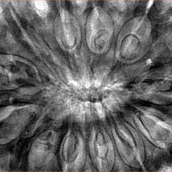 12 Mukhi Rudraksha 39.6mm 11.6gm - Inverse xray