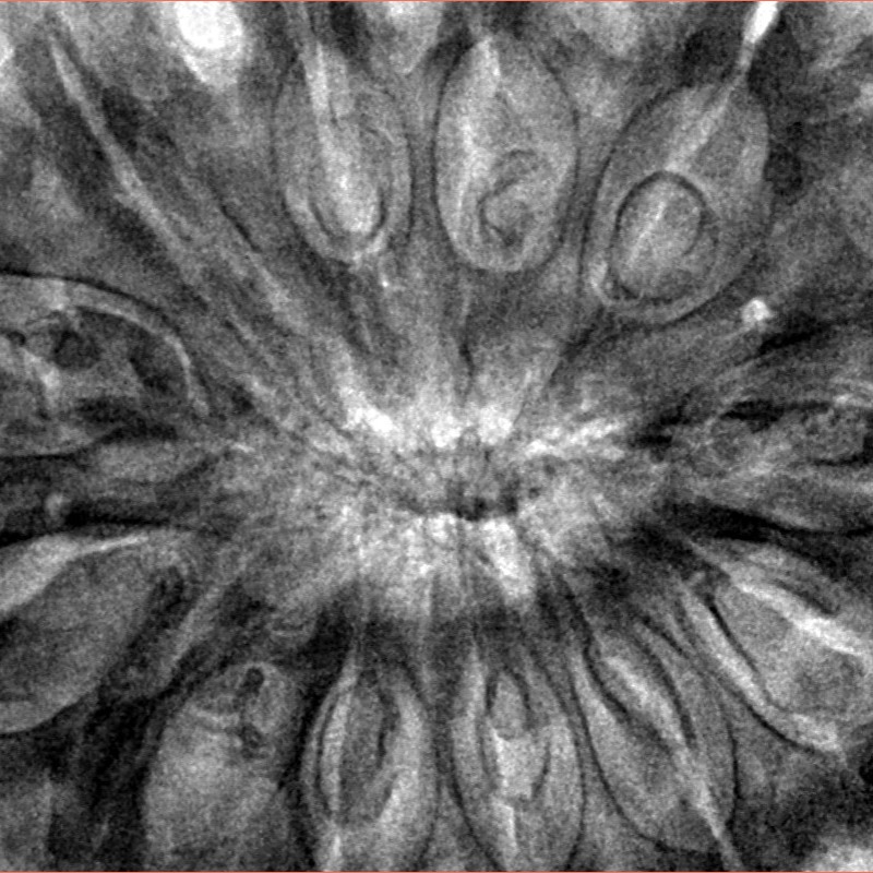 12 Mukhi Rudraksha 39.6mm 11.6gm - Inverse xray