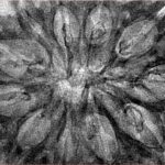 11 Mukhi Rudraksha 38.6mm 5.66gm - Inverse xray