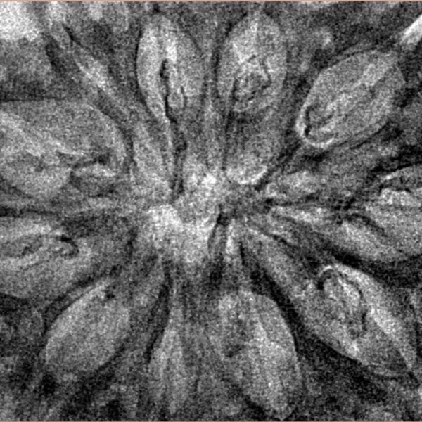 11 Mukhi Rudraksha 38.6mm 5.66gm - Inverse xray