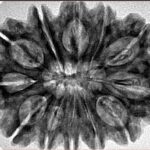 12 Mukhi Rudraksha 32.5mm 6.85gm - Inverse xray