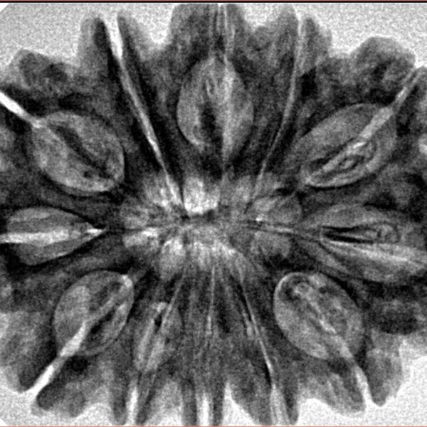 12 Mukhi Rudraksha 32.5mm 6.85gm - Inverse xray