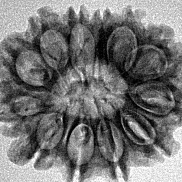 12 Mukhi Ganesh 23.9mm 3.08gm - Inverse xray