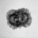 2 Mukhi Rudraksha 20.3mm 1.7gm - Inverse xray