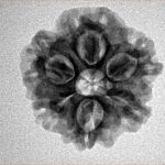 1MK(Underdeveloped) 21.5mm 3.23gm - Inverse xray