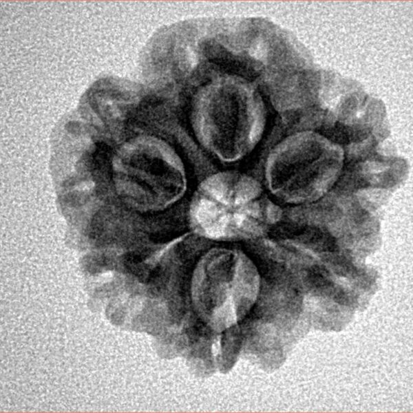 1MK(Underdeveloped) 21.5mm 3.23gm - Inverse xray