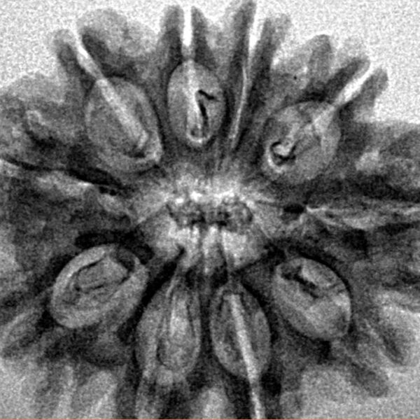 10 Mukhi Rudraksha 28.2mm 3.92gm - Inverse xray