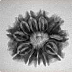 11 Mukhi Rudraksha 21.8mm 3gm - Inverse xray