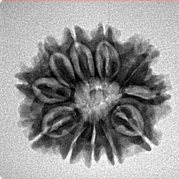 11 Mukhi Rudraksha 21.8mm 3gm - Inverse xray