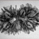 15 Mukhi Gaurishankar 29.8mm 4.09gm - Inverse xray