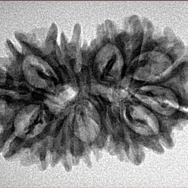 15 Mukhi Gaurishankar 29.8mm 4.09gm - Inverse xray