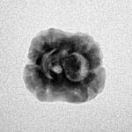 2 Mukhi Rudraksha 21.9mm 1.5gm - Inverse xray