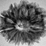 12 Mukhi Rudraksha 25.5mm 3.44gm - Origin: Nepal - Inverse xray