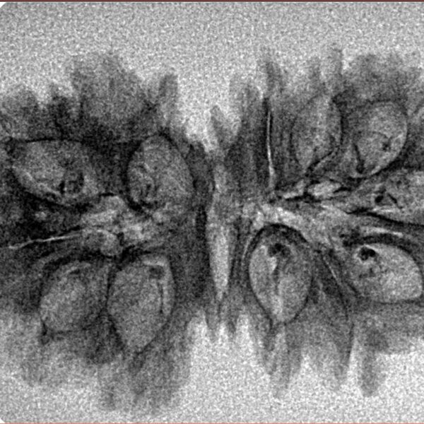 15 Mukhi Gaurishankar 34mm 2.88gm - Inverse xray