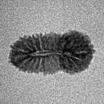 21 Mukhi Rudraksha 14.5mm 0.39gm - Inverse xray