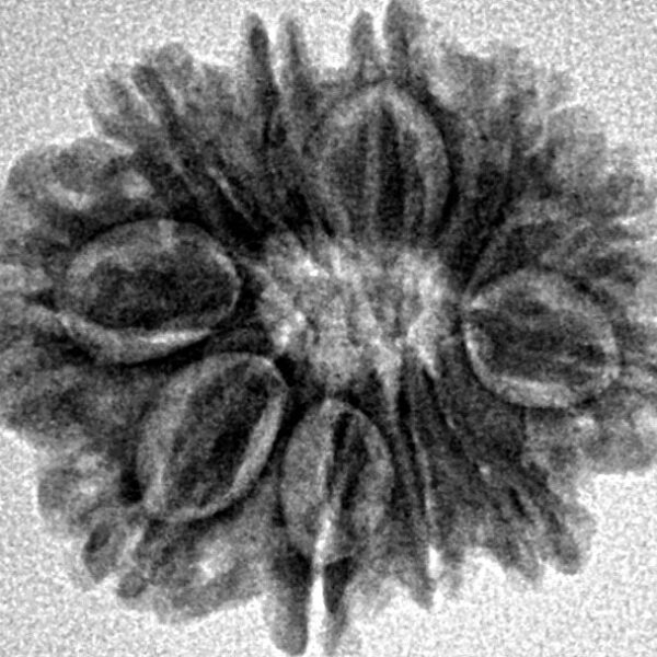 11 Mukhi Rudraksha 21.7mm 2.52gm - Inverse xray