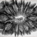 12 Mukhi Rudraksha 34.4mm 6.61gm - Inverse xray