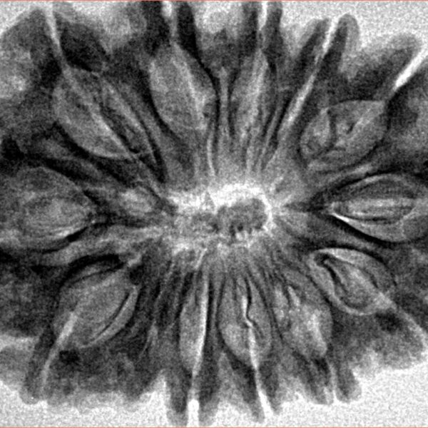 12 Mukhi Rudraksha 34.4mm 6.61gm - Inverse xray