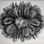 12 Mukhi Rudraksha 27.7mm 4.22gm - Inverse xray