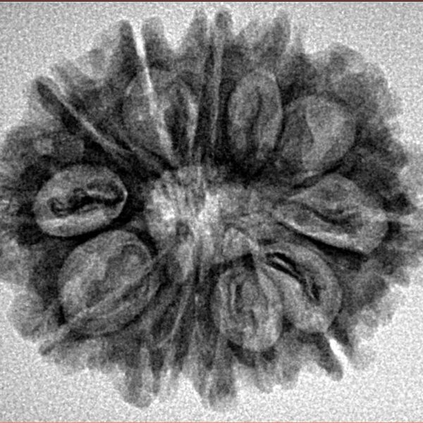 12 Mukhi Rudraksha 27.7mm 4.22gm - Inverse xray