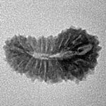 21 Mukhi Rudraksha 19.8mm 1.08gm - Inverse xray