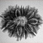 12 Mukhi Rudraksha 25.1mm 3.67gm - Inverse xray