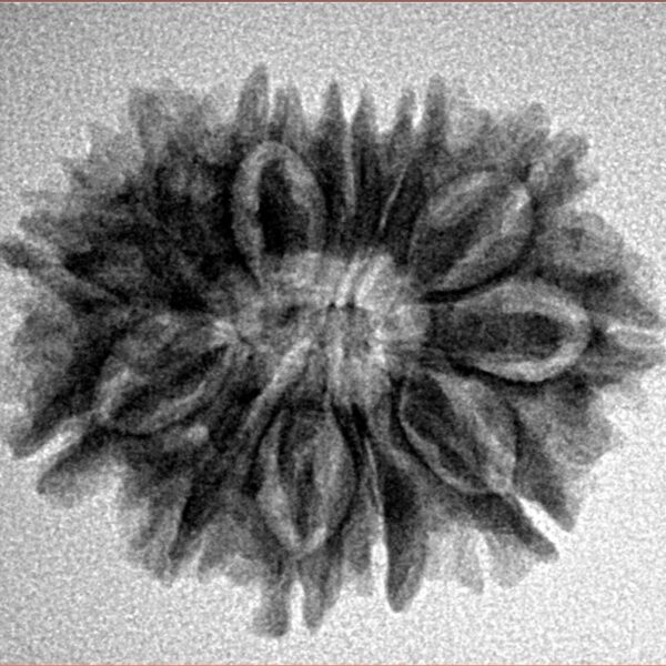 12 Mukhi Rudraksha 25.1mm 3.67gm - Inverse xray