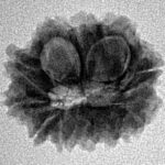 12 Mukhi Rudraksha 19.4mm 2.19gm - Inverse xray