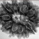 11 Mukhi Rudraksha 30.6mm 7.09gm - Inverse xray