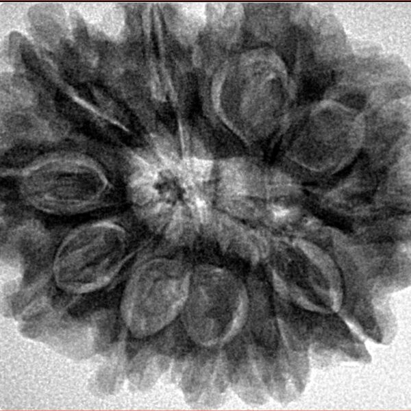 11 Mukhi Rudraksha 30.6mm 7.09gm - Inverse xray