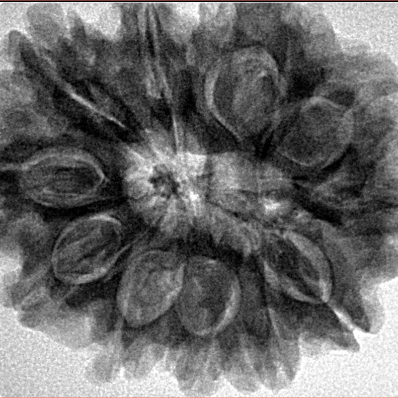 11 Mukhi Rudraksha 30.6mm 7.09gm - Inverse xray