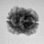 2 Mukhi Rudraksha 17.5mm 1.25gm - Inverse xray