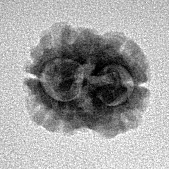 2 Mukhi Rudraksha 17.5mm 1.25gm - Inverse xray