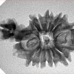 Sawar/Ganesh (12+1) 29.1mm 2.76gm - Inverse xray