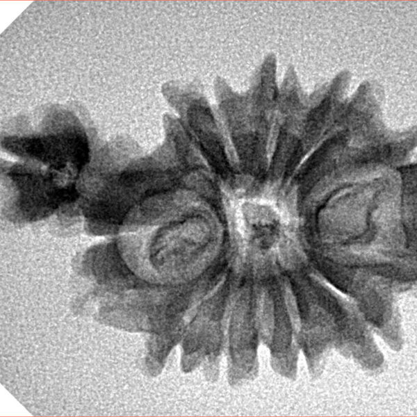 Sawar/Ganesh (12+1) 29.1mm 2.76gm - Inverse xray