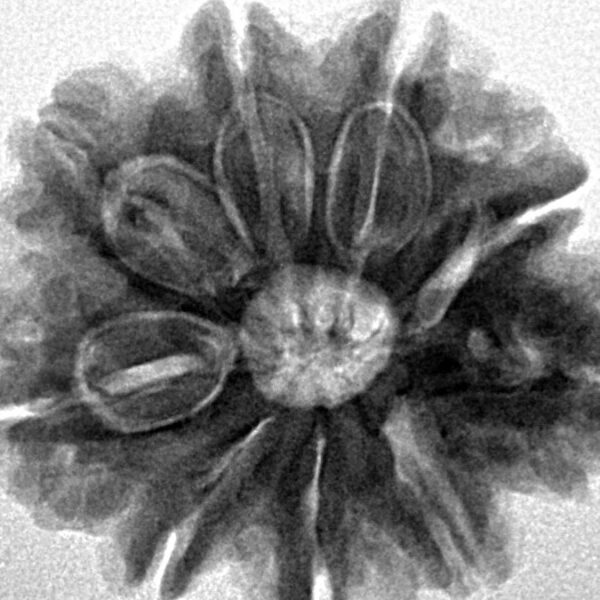 Sawar/Ganesh (8+1) 25.1mm 5gm - Inverse xray