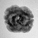 2 Mukhi Rudraksha 21mm 1.84gm - Inverse xray