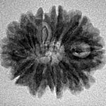 11 Mukhi Rudraksha 23.1mm 2.09gm - Inverse xray